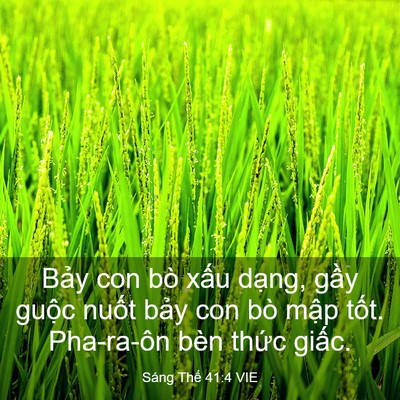 Picture 03 - Sáng Thế 41:4 VIE - Bảy con bò xấu dạng, gầy guộc nuốt - Bible Verse Picture