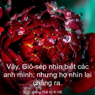 Picture 03 - Sáng Thế 42:8 VIE - Vậy, Giô-sép nhìn biết các anh mình; - Bible Verse Picture