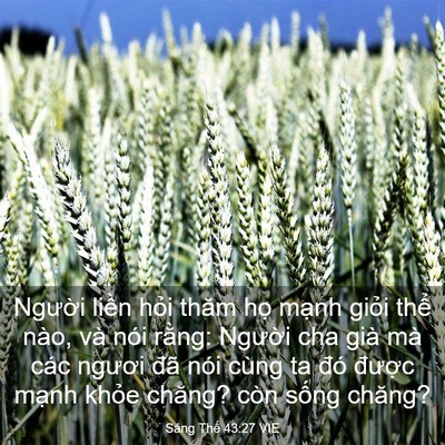 Picture 03 - Sáng Thế 43:27 VIE - Người liền hỏi thăm họ mạnh giỏi - Bible Verse Picture