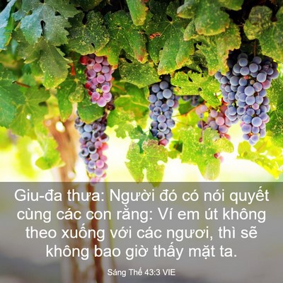 Picture 03 - Sáng Thế 43:3 VIE - Giu-đa thưa: Người đó có nói quyết - Bible Verse Picture