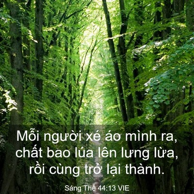 Picture 03 - Sáng Thế 44:13 VIE - Mỗi người xé áo mình ra, chất bao lúa - Bible Verse Picture