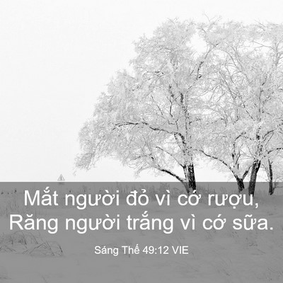 Picture 03 - Sáng Thế 49:12 VIE - Mắt người đỏ vì cớ rượu, Răng - Bible Verse Picture