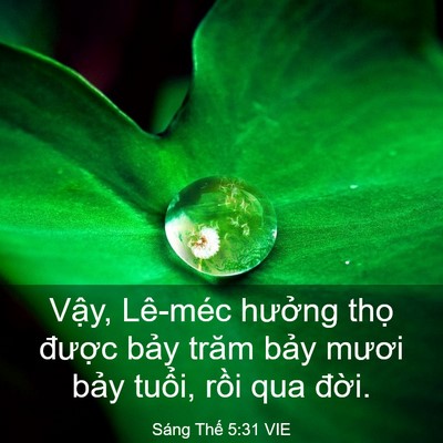 Picture 03 - Sáng Thế 5:31 VIE - Vậy, Lê-méc hưởng thọ được bảy - Bible Verse Picture