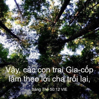 Picture 03 - Sáng Thế 50:12 VIE - Vậy, các con trai Gia-cốp làm theo lời - Bible Verse Picture