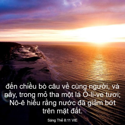 Picture 03 - Sáng Thế 8:11 VIE - đến chiều bò câu về cùng người, và - Bible Verse Picture