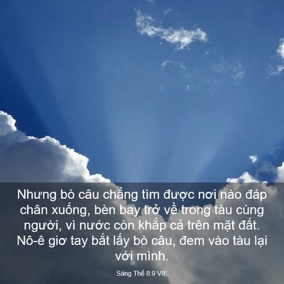 Picture 03 - Sáng Thế 8:9 VIE - Nhưng bò câu chẳng tìm được nơi nào - Bible Verse Picture