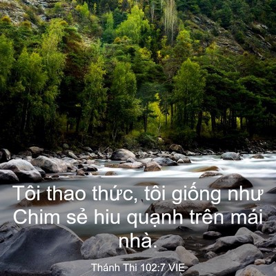 Picture 03 - Thánh Thi 102:7 VIE - Tôi thao thức, tôi giống như Chim sẻ hiu - Bible Verse Picture