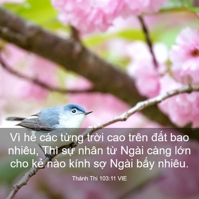 Picture 03 - Thánh Thi 103:11 VIE - Vì hễ các từng trời cao trên đất bao - Bible Verse Picture