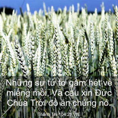 Picture 03 - Thánh Thi 104:21 VIE - Những sư tử tơ gầm hét về miếng - Bible Verse Picture