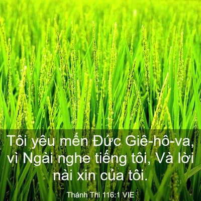 Picture 03 - Thánh Thi 116:1 VIE - Tôi yêu mến Đức Giê-hô-va, vì Ngài - Bible Verse Picture