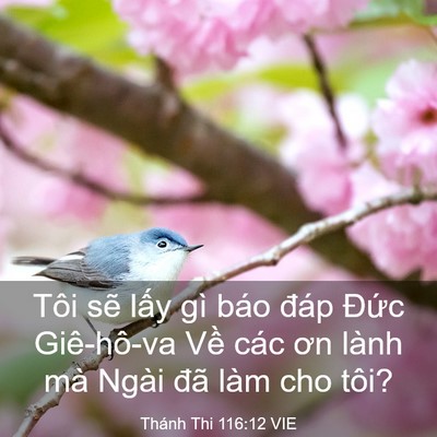 Picture 03 - Thánh Thi 116:12 VIE - Tôi sẽ lấy gì báo đáp Đức Giê-hô-va - Bible Verse Picture