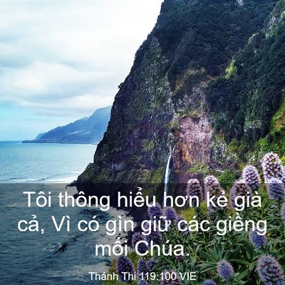 Picture 03 - Thánh Thi 119:100 VIE - Tôi thông hiểu hơn kẻ già cả, Vì có - Bible Verse Picture