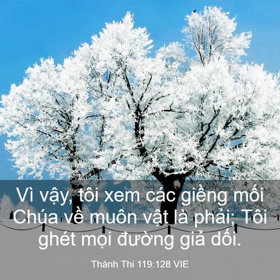 Picture 03 - Thánh Thi 119:128 VIE - Vì vậy, tôi xem các giềng mối Chúa về - Bible Verse Picture