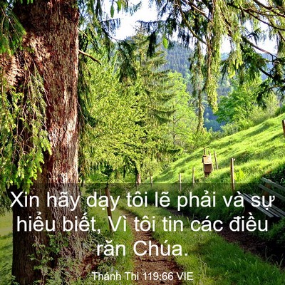Picture 03 - Thánh Thi 119:66 VIE - Xin hãy dạy tôi lẽ phải và sự hiểu - Bible Verse Picture