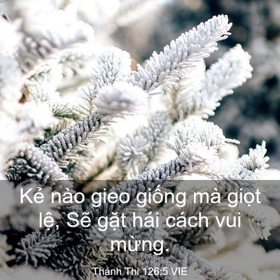 Picture 03 - Thánh Thi 126:5 VIE - Kẻ nào gieo giống mà giọt lệ, Sẽ - Bible Verse Picture