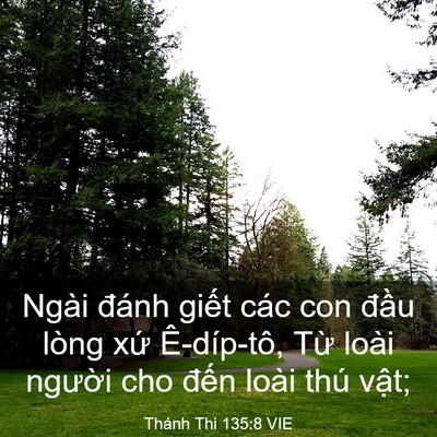 Picture 03 - Thánh Thi 135:8 VIE - Ngài đánh giết các con đầu lòng xứ - Bible Verse Picture