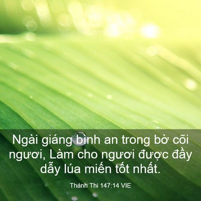 Picture 03 - Thánh Thi 147:14 VIE - Ngài giáng bình an trong bờ cõi ngươi, - Bible Verse Picture