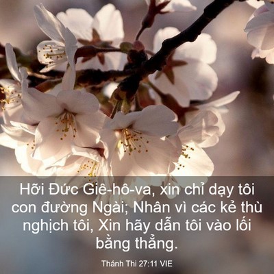 Picture 03 - Thánh Thi 27:11 VIE - Hỡi Đức Giê-hô-va, xin chỉ dạy tôi - Bible Verse Picture