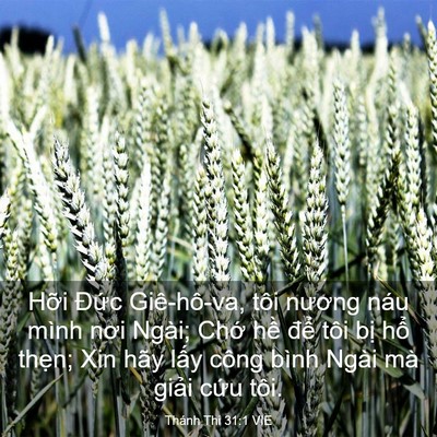 Picture 03 - Thánh Thi 31:1 VIE - Hỡi Đức Giê-hô-va, tôi nương náu mình - Bible Verse Picture