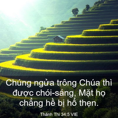 Picture 03 - Thánh Thi 34:5 VIE - Chúng ngửa trông Chúa thì được - Bible Verse Picture