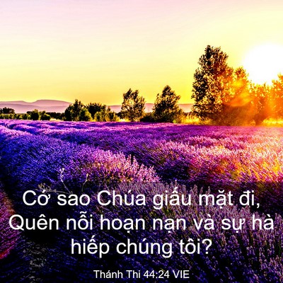 Picture 03 - Thánh Thi 44:24 VIE - Cớ sao Chúa giấu mặt đi, Quên nỗi - Bible Verse Picture