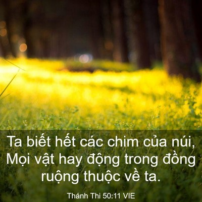 Picture 03 - Thánh Thi 50:11 VIE - Ta biết hết các chim của núi, Mọi vật - Bible Verse Picture