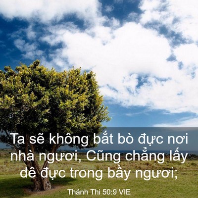 Picture 03 - Thánh Thi 50:9 VIE - Ta sẽ không bắt bò đực nơi nhà - Bible Verse Picture