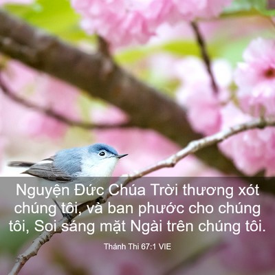 Picture 03 - Thánh Thi 67:1 VIE - Nguyện Đức Chúa Trời thương xót chúng - Bible Verse Picture
