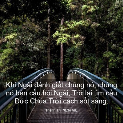 Picture 03 - Thánh Thi 78:34 VIE - Khi Ngài đánh giết chúng nó, chúng nó - Bible Verse Picture