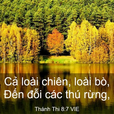 Picture 03 - Thánh Thi 8:7 VIE - Cả loài chiên, loài bò, Đến đỗi các - Bible Verse Picture