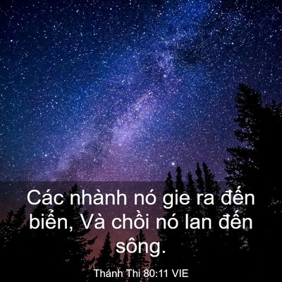 Picture 03 - Thánh Thi 80:11 VIE - Các nhành nó gie ra đến biển, Và chồi - Bible Verse Picture