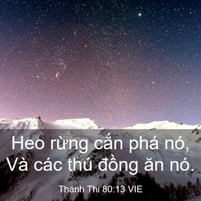 Picture 03 - Thánh Thi 80:13 VIE - Heo rừng cắn phá nó, Và các thú đồng - Bible Verse Picture