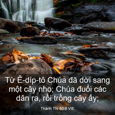 Picture 03 - Thánh Thi 80:8 VIE - Từ Ê-díp-tô Chúa đã dời sang một cây - Bible Verse Picture