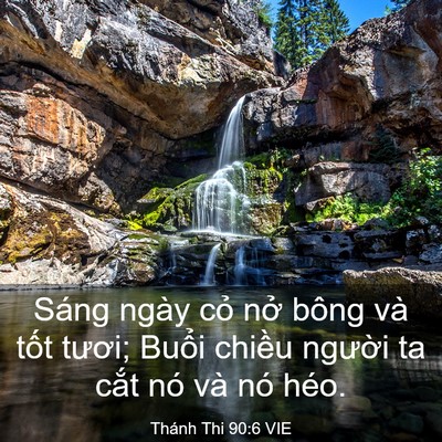 Picture 03 - Thánh Thi 90:6 VIE - Sáng ngày cỏ nở bông và tốt tươi; - Bible Verse Picture
