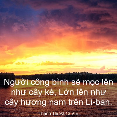 Picture 03 - Thánh Thi 92:12 VIE - Người công bình sẽ mọc lên như cây - Bible Verse Picture