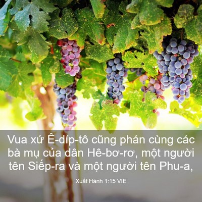 Picture 03 - Xuất Hành 1:15 VIE - Vua xứ Ê-díp-tô cũng phán cùng các bà - Bible Verse Picture