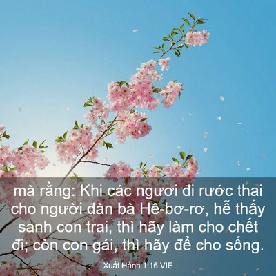 Picture 03 - Xuất Hành 1:16 VIE - mà rằng: Khi các ngươi đi rước thai cho - Bible Verse Picture