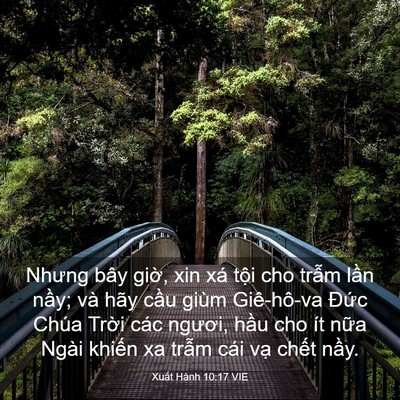 Picture 03 - Xuất Hành 10:17 VIE - Nhưng bây giờ, xin xá tội cho trẫm lần - Bible Verse Picture