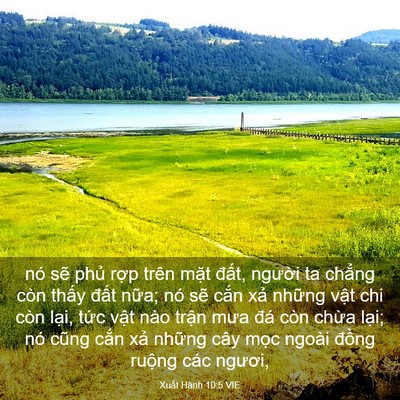 Picture 03 - Xuất Hành 10:5 VIE - nó sẽ phủ rợp trên mặt đất, người - Bible Verse Picture