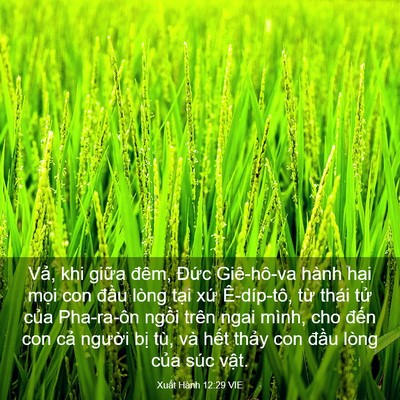 Picture 03 - Xuất Hành 12:29 VIE - Vả, khi giữa đêm, Đức Giê-hô-va hành - Bible Verse Picture