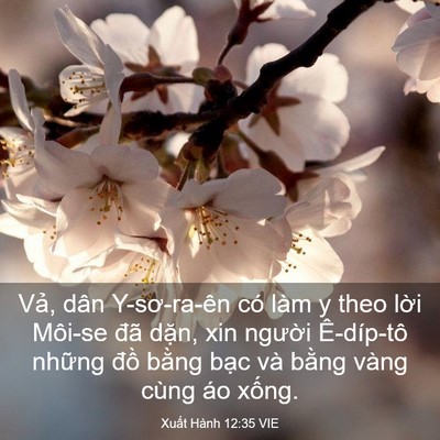Picture 03 - Xuất Hành 12:35 VIE - Vả, dân Y-sơ-ra-ên có làm y theo lời - Bible Verse Picture