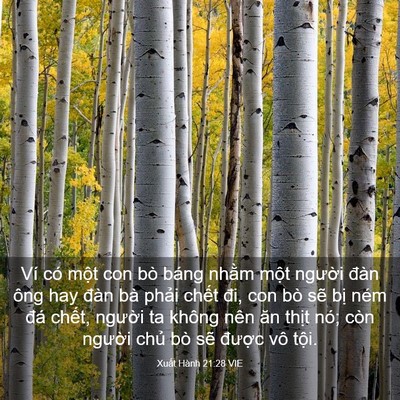 Picture 03 - Xuất Hành 21:28 VIE - Ví có một con bò báng nhằm một người - Bible Verse Picture