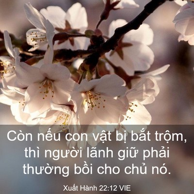 Picture 03 - Xuất Hành 22:12 VIE - Còn nếu con vật bị bắt trộm, thì - Bible Verse Picture