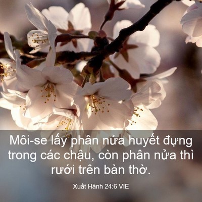 Picture 03 - Xuất Hành 24:6 VIE - Môi-se lấy phân nửa huyết đựng trong - Bible Verse Picture