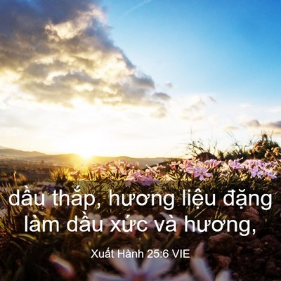 Picture 03 - Xuất Hành 25:6 VIE - dầu thắp, hương liệu đặng làm dầu - Bible Verse Picture