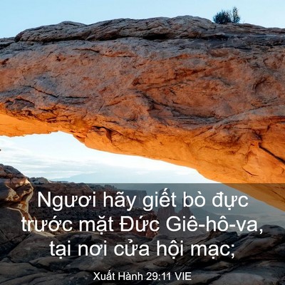 Picture 03 - Xuất Hành 29:11 VIE - Ngươi hãy giết bò đực trước mặt - Bible Verse Picture