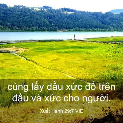 Picture 03 - Xuất Hành 29:7 VIE - cùng lấy dầu xức đổ trên đầu và - Bible Verse Picture