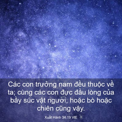 Picture 03 - Xuất Hành 34:19 VIE - Các con trưởng nam đều thuộc về ta; - Bible Verse Picture
