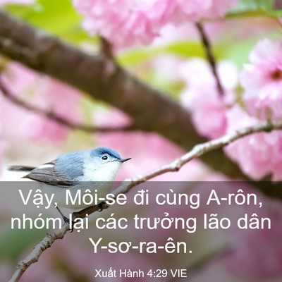 Picture 03 - Xuất Hành 4:29 VIE - Vậy, Môi-se đi cùng A-rôn, nhóm lại các - Bible Verse Picture