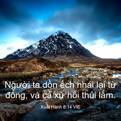 Picture 03 - Xuất Hành 8:14 VIE - Người ta dồn ếch nhái lại từ đống, - Bible Verse Picture